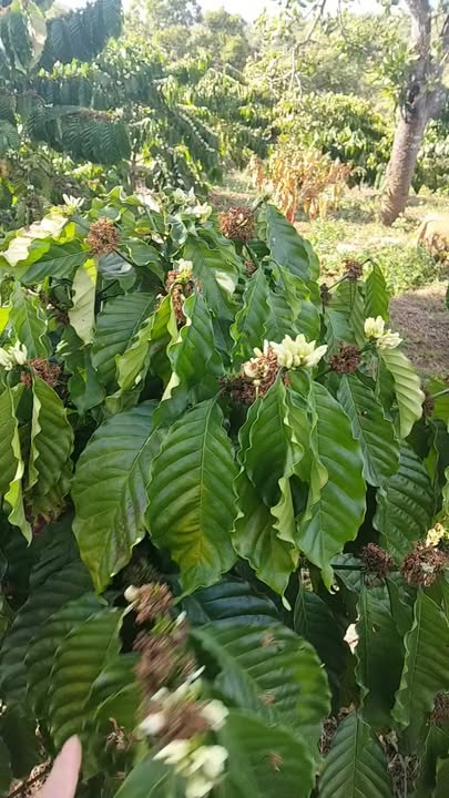 Đất Farm 1.8ha tại Xã Ia Chia, Huyện Ia Grai, Gia Lai - Giá chỉ 2.1 tỷ