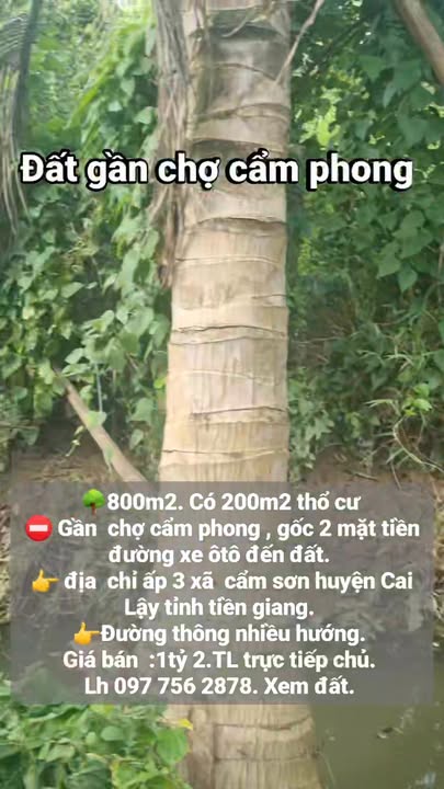 Đất nền xã Cẩm Sơn, huyện Cai Lậy, 800m² giá 1.2 tỷ - Sổ đỏ chính chủ