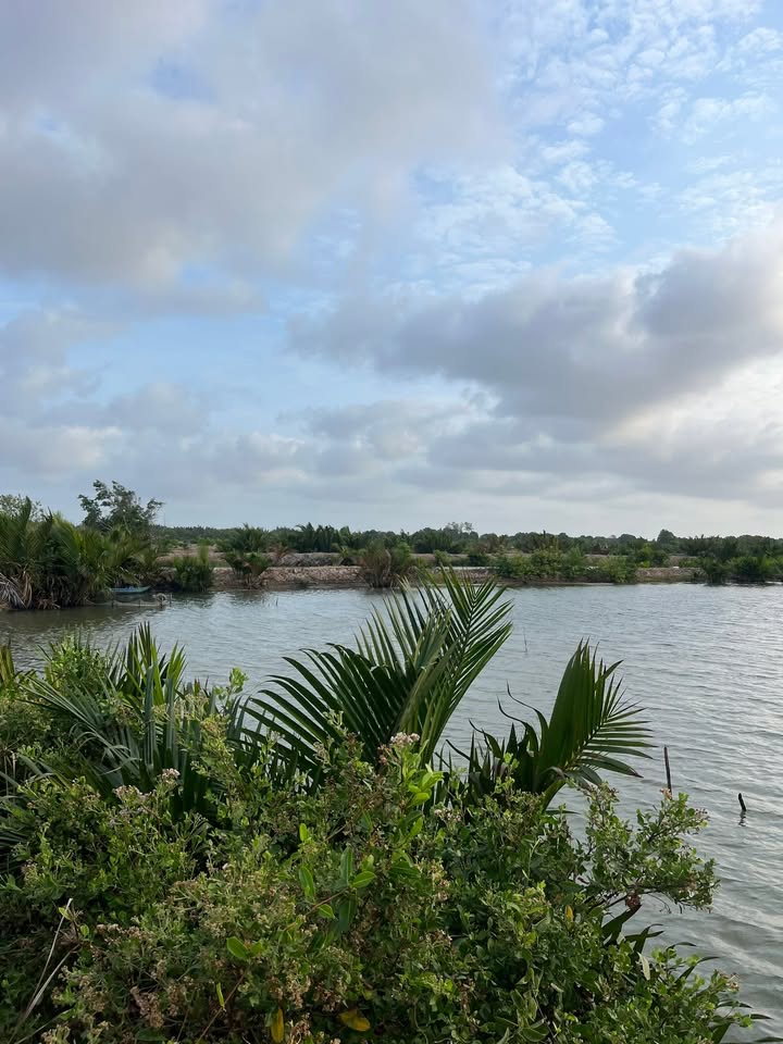 Đất nuôi tôm công nghiệp 45 công tại Bến Chuối, Vĩnh Long - Giá chỉ 7.2 tỷ