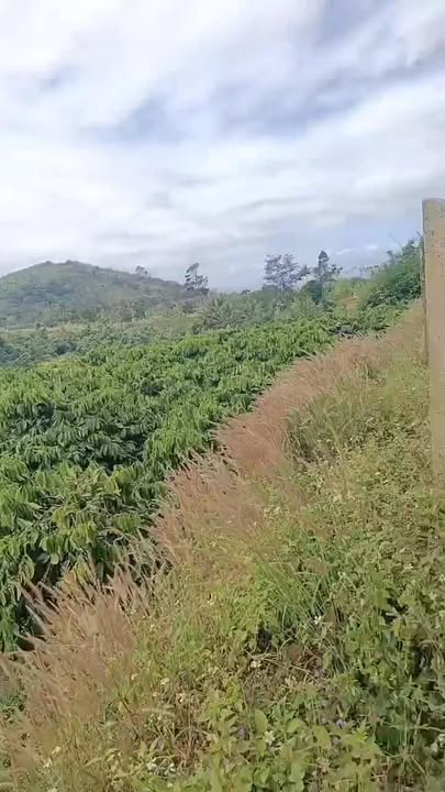 Đất Farm tại xã Dray Bhăng, huyện Cư Kuin, 15120m² giá 1.934 tỷ - Đầu tư sinh lời!