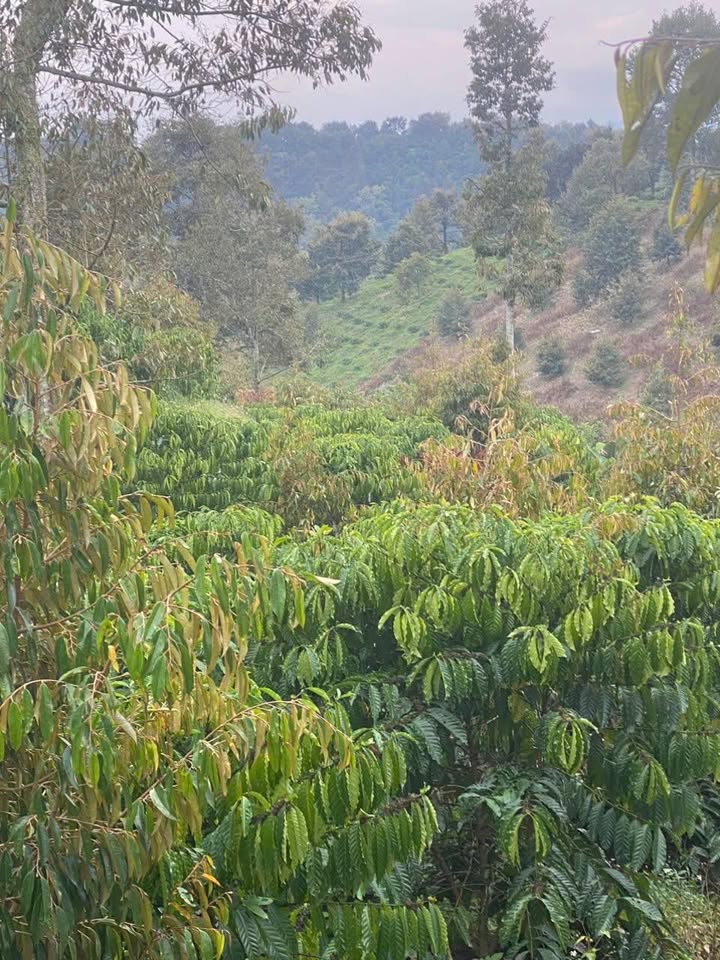 Đất nền ở xã Hòa Bắc, Bảo Lộc 5 xào giá 2.5 tỷ - Đầu tư sinh lời ngay!