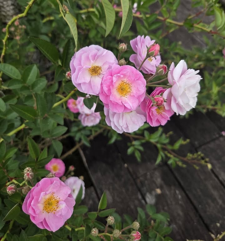 Đất thổ cư 630m² tại hẻm Ngô Tất Tố, Bảo Lộc chỉ 1.5 tỷ - Giá cực hấp dẫn!