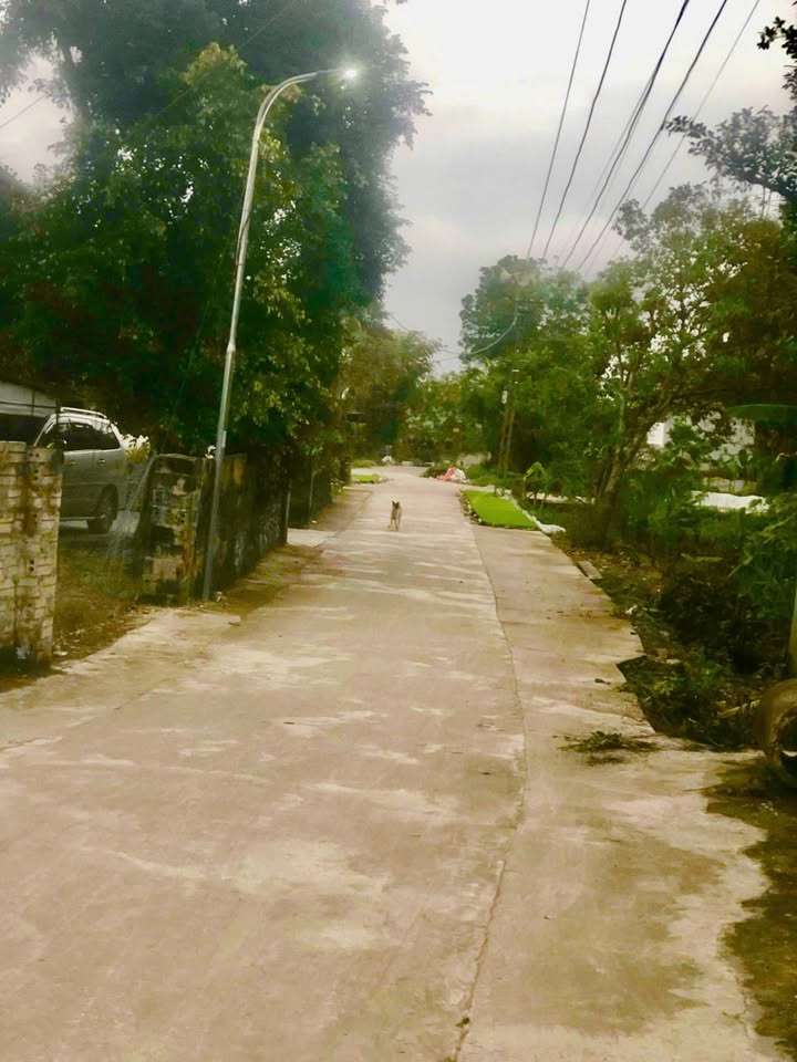 Đất tặng nhà mái bằng tại Thôn Thổ Bắc, Thanh Hóa 834m² giá 2.5 tỷ - Cơ hội đầu tư tuyệt vời!