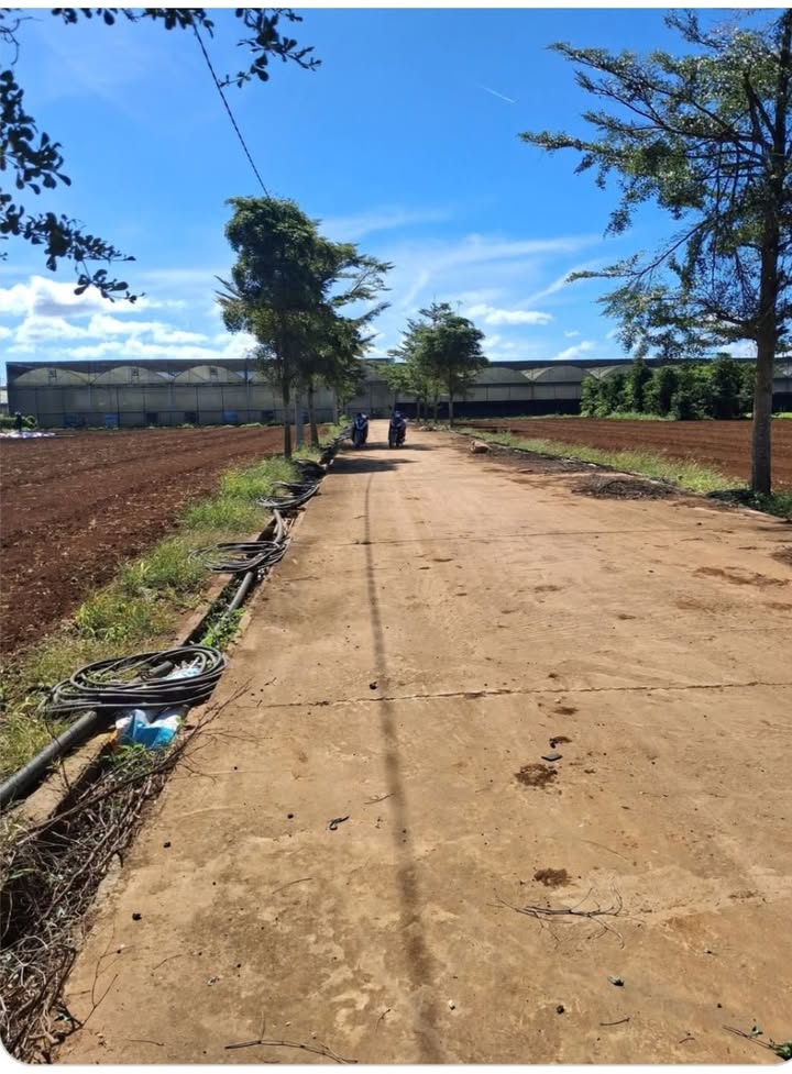 Đất nền 290m² tại tổ 32, Thị trấn Liên Nghĩa, Đức Trọng - Giá chỉ 1.8 tỷ!