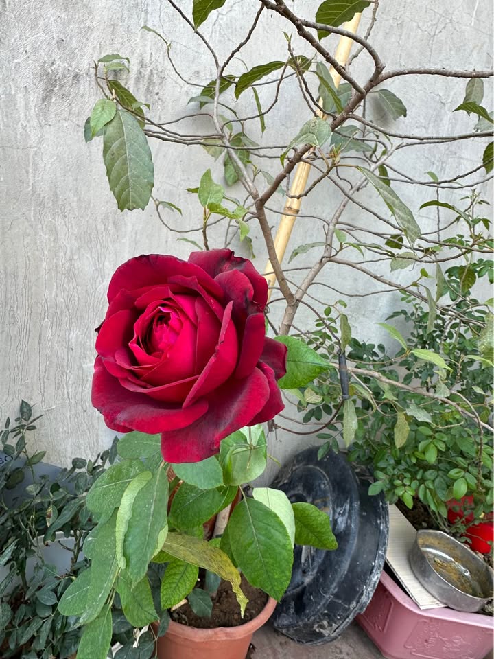 Đất nền Tân Mỹ, Bắc Giang 80m² - Đầu tư sinh lời tuyệt vời!