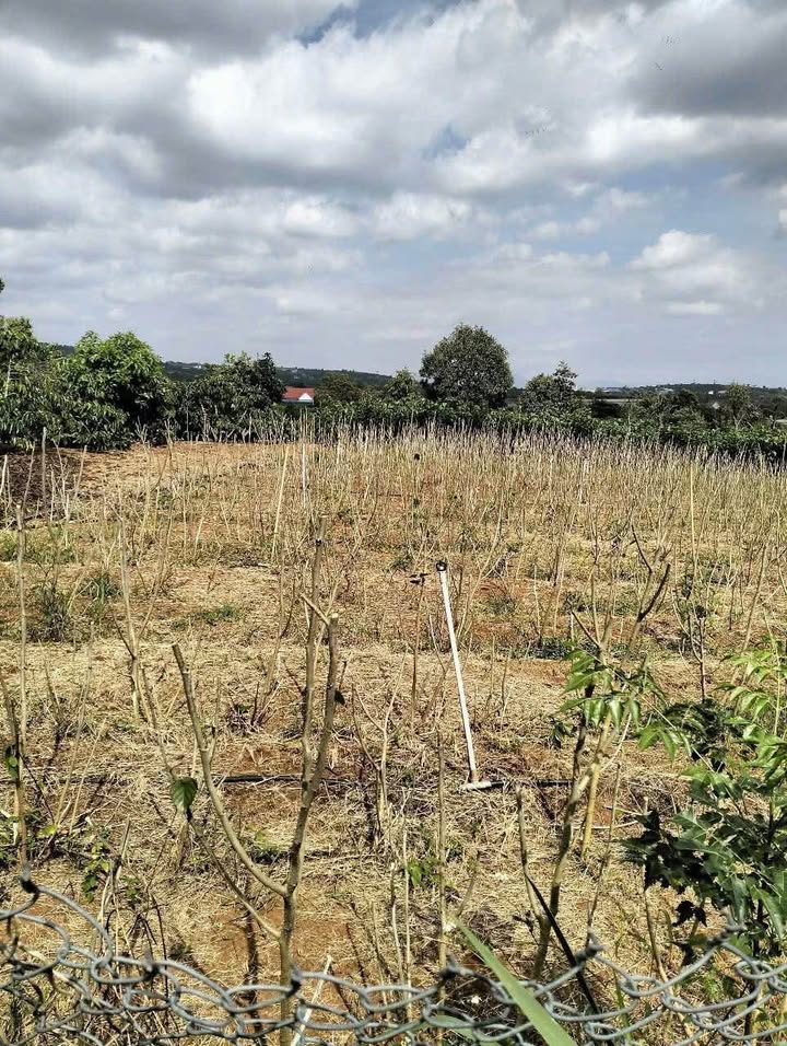 Đất nền 1000m² Tân Hà, Lâm Hà, giá 750 triệu - Bán gấp trong tuần!