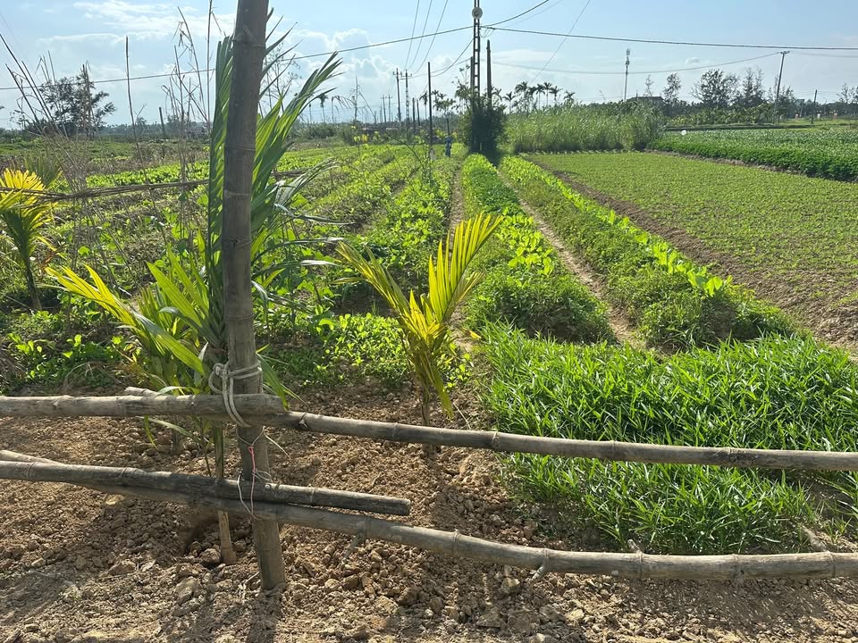 Đất vườn Duy Vinh, Hội An 400m² chỉ 160 triệu - Cơ hội đầu tư tuyệt vời!