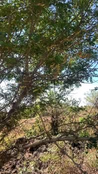 Đất Farm 7ha cây dược liệu Bồ Kết tại Đắk Nông - Giá chỉ 1.3 tỷ!