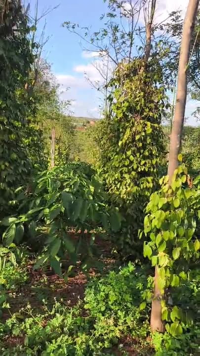 Đất thổ cư 2880m² tại thôn 9 Bukso, Tuy Đức - Giá chỉ 1.57 tỷ - Đầu tư sinh lời!