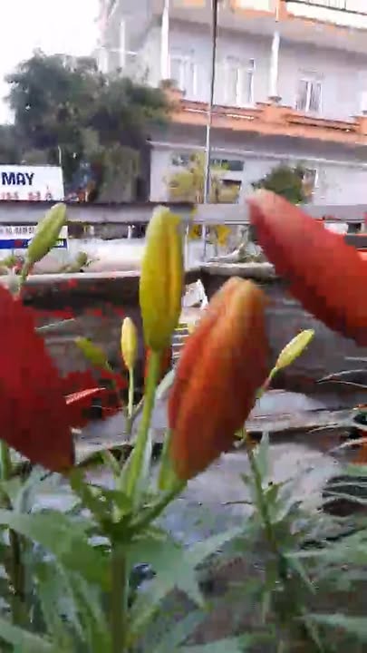 Đất nền Phường Trần Phú, 100m² - Cơ hội đầu tư tuyệt vời!