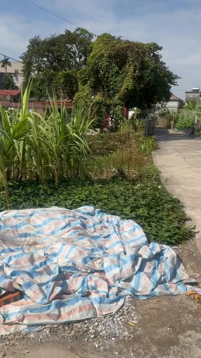 Đất nền An Trường, An Lão 62m² giá rẻ - Cần bán gấp trước Tết!