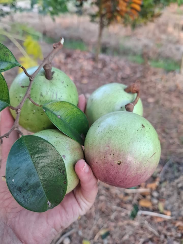 Mảnh vườn đẹp 350m² tại ấp Hòa Mỹ, giá chỉ 590 triệu - Cơ hội đầu tư lý tưởng!