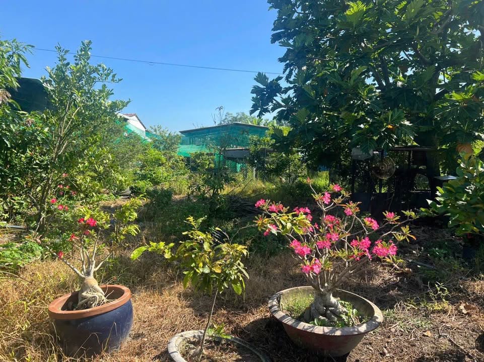 Đất lúa 1000m² tại Bình Tâm, Tân An, giá 1.1 tỷ - Cơ hội đầu tư tốt!