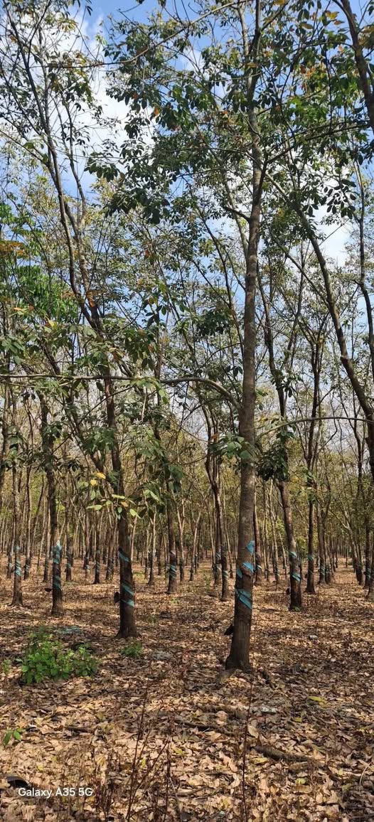 Đất Farm 2,5ha tại Minh Lập, Chơn Thành - Đẹp như sân bay, giá thỏa thuận!