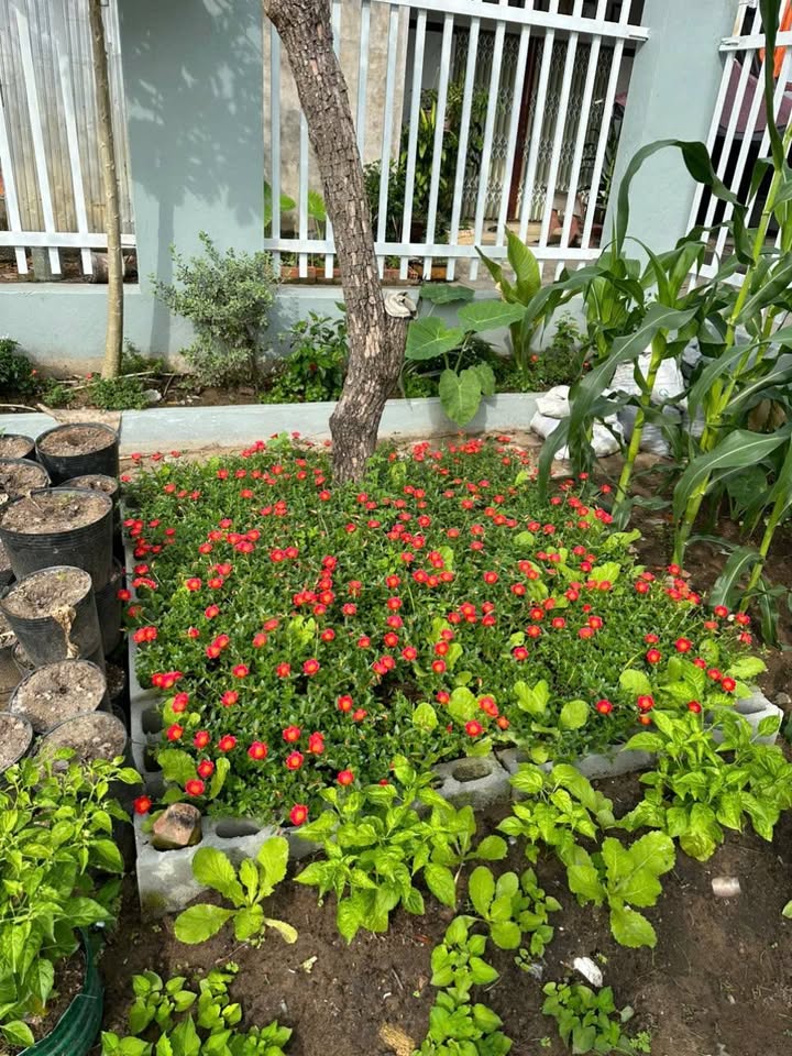 Đất nền khu dân cư Chợ Cầu Móng, Xã Mong Thọ, 256m² - Đầu tư sinh lời ngay!