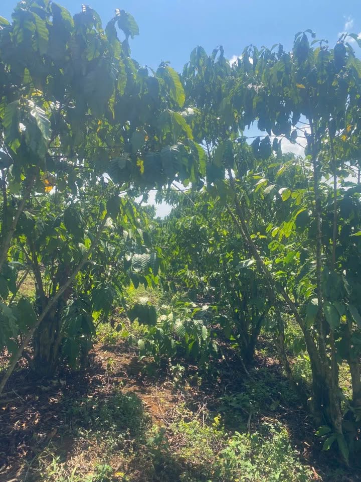 Đất nền 1ha tại Lộc Đức, Bảo Lâm, giá 936 triệu - Đường nhựa đẹp, gần dân cư!