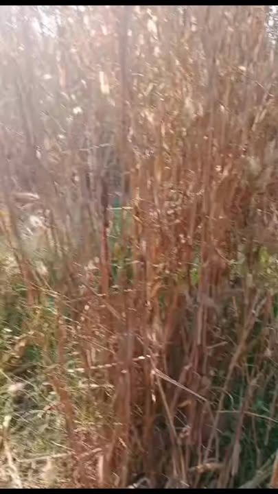 Đất farm 1.5ha tại xã Tân Thành, huyện Hàm Thuận Nam - Giá 2.3 tỷ, sổ đỏ chính chủ!