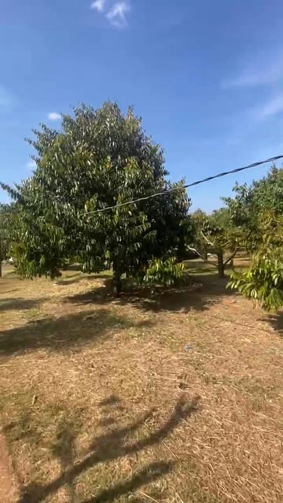 Farm sầu riêng Cư Suê 2376m² giá 4.488 tỷ - Đầu tư sinh lời ổn định!