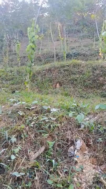 Đất nông nghiệp 1,5ha tại Xã Dray Sáp - Giá chỉ 550 triệu - Tiềm năng phát triển cao!