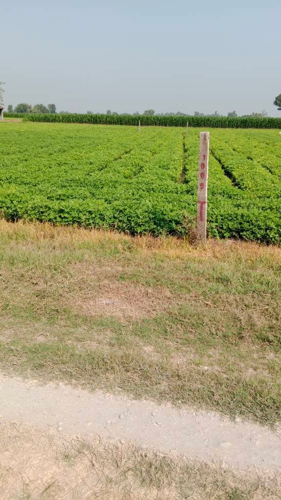 Đất nền Khu Phố 4 Bến Cầu 175m² giá 325 triệu - Tiềm năng sinh lời cao!