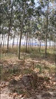 Đất nông nghiệp tại xã Thạnh Bình, Tân Biên, 37.000m² giá 4 tỷ - Cơ hội đầu tư tuyệt vời!