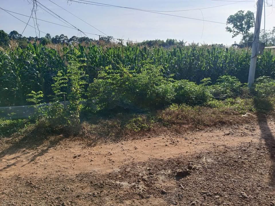 Đất nền 1300m² tại Thanh An, An Bình, Châu Thành giá chỉ 7x triệu/m² - Cơ hội đầu tư hấp dẫn!