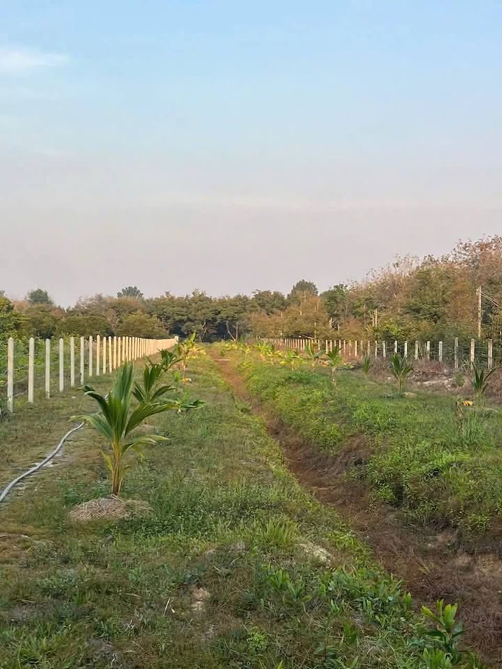 Đất nền chính chủ 3500m² tại phường Ninh Thạnh, Tây Ninh - Giá chỉ 265 tỷ!