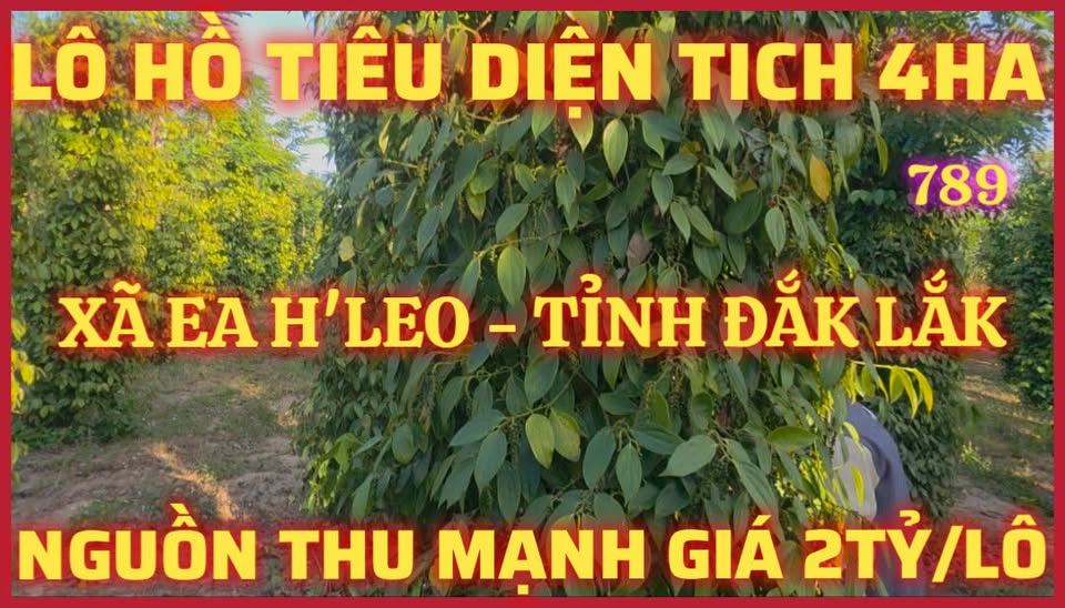 Đất rẫy 4ha tại Ea H'leo, Đắk Lắk - Giá chỉ 1.999 tỷ, tiềm năng đầu tư lớn!