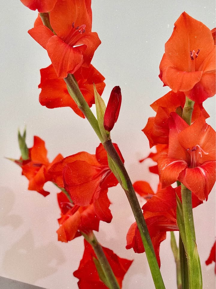 Đất nền Quận Cẩm Lệ - Đường Ng Đình Thi 242m² giá 15 tỷ - Đầu tư sinh lời ngay!