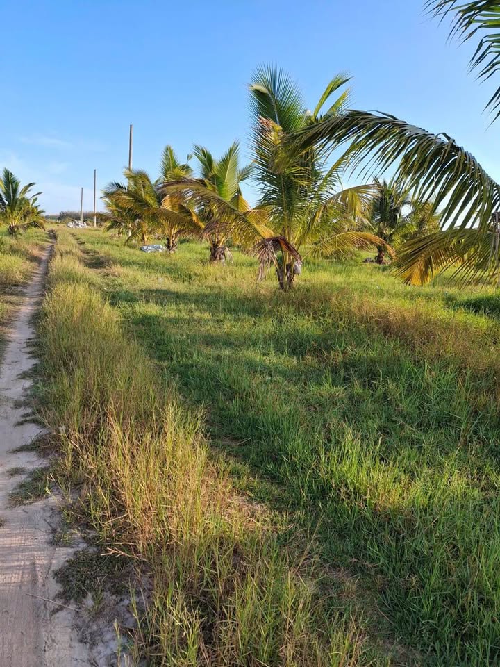 Đất Farm 10.000m² tại xã Phan, Dương Minh Châu, Tây Ninh - Giá chỉ 3.2 tỷ!