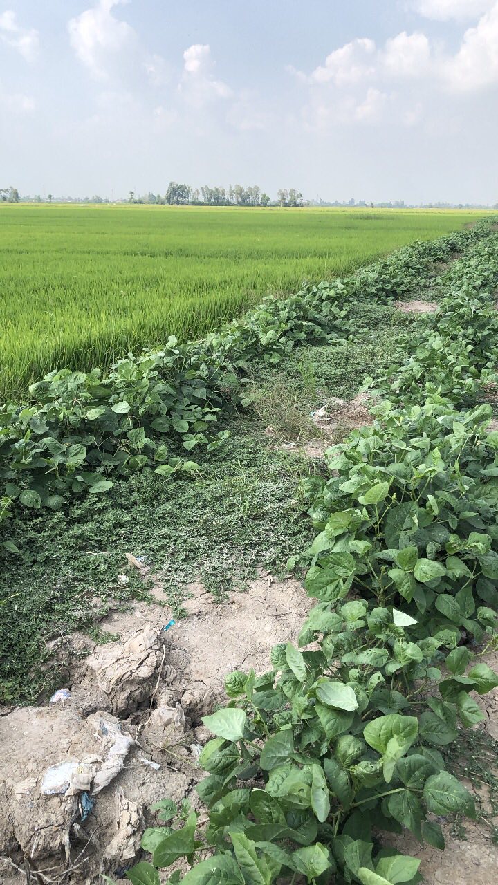 Đất trồng lúa 8 công tại ấp Thạnh Lợi 2, Cờ Đỏ - Giá chỉ 2.08 tỷ