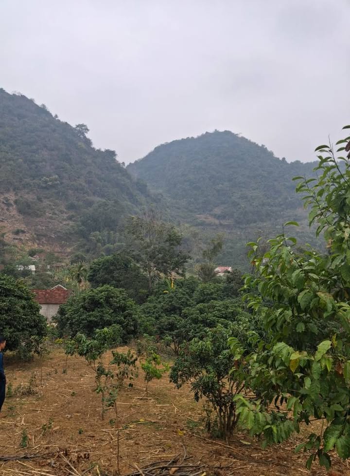 Đất vườn 7000m² tại Bản Lòng Mận, Chiềng Mai - Giá 980 triệu, thích hợp làm nhà vườn cafe!