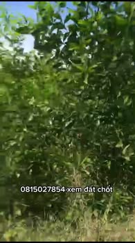 Đất rừng tại Đông Hà, Quảng Trị 27.000m² giá 1.08 tỷ - Cơ hội đầu tư sinh lời cao!