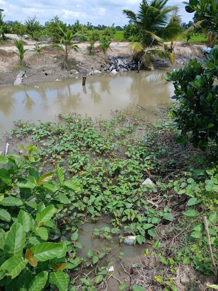 Đất vườn mít ruột đỏ 2715m² tại Xã Phú Điền, Đồng Tháp - Giá chỉ 7.5 tỷ!