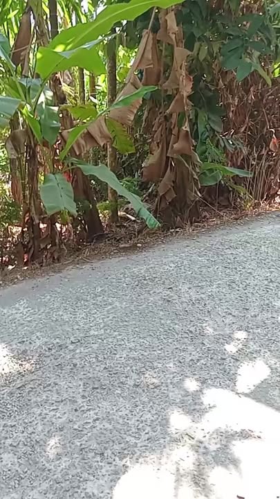 Đất nền Kế An, Kế Sách 702m² giá 1.85 tỷ - Mát mẻ, tiện ích đầy đủ!