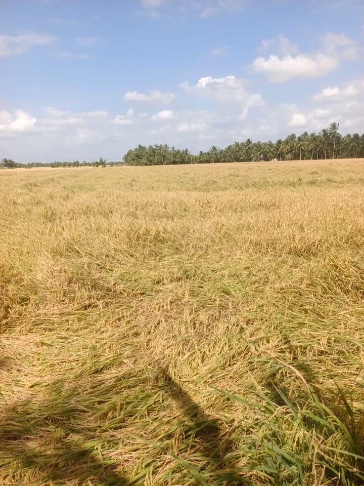 Đất nông nghiệp cặp kênh Phong Thạnh 11.000m² giá 1.65 tỷ - Cơ hội đầu tư sinh lợi!