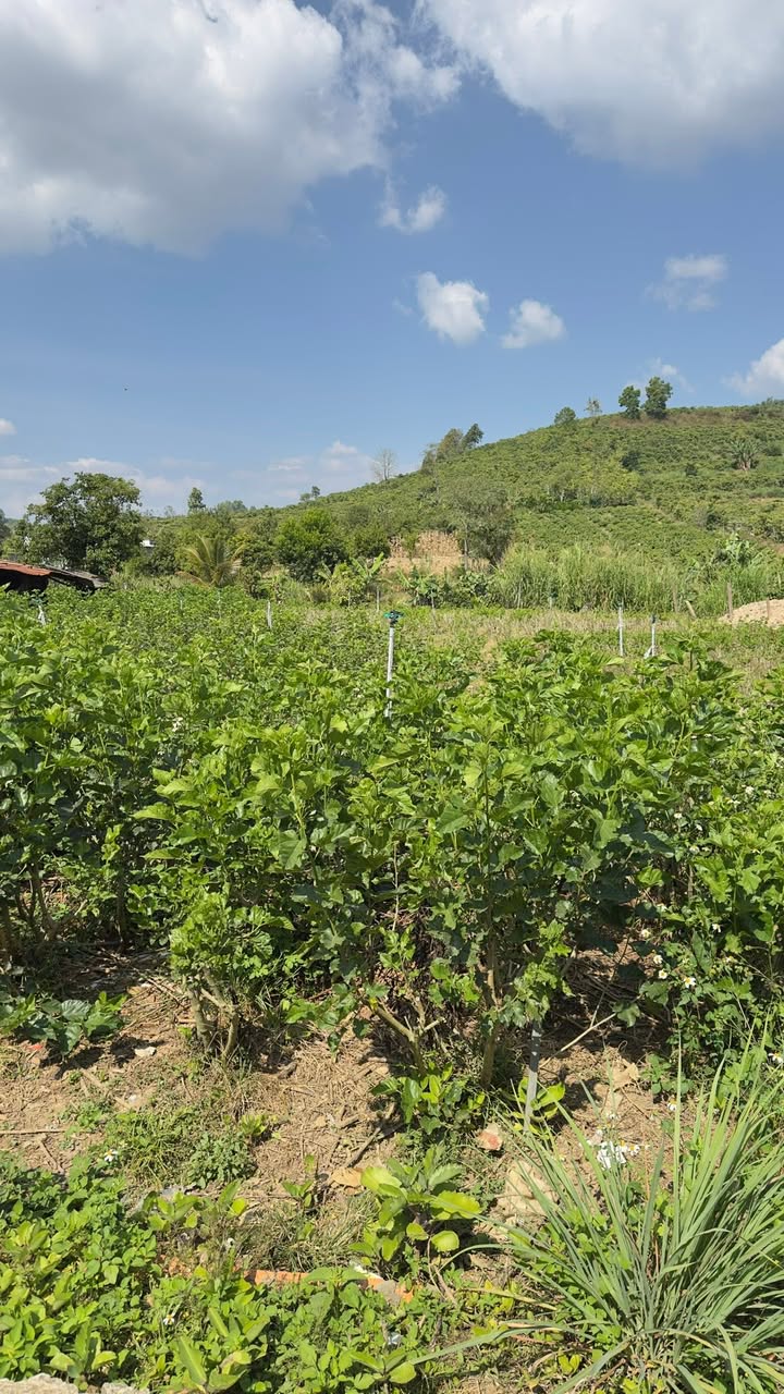 Đất nền Tân Văn, Lâm Hà 450m² giá 700 triệu - Cơ hội đầu tư tuyệt vời!