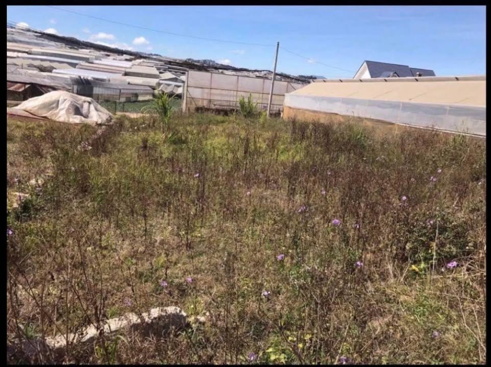 Đất thổ cư chính chủ P12 Thái Phiên, Đà Lạt 285.5m² giá 7.1 tỷ - Cơ hội đầu tư tuyệt vời!