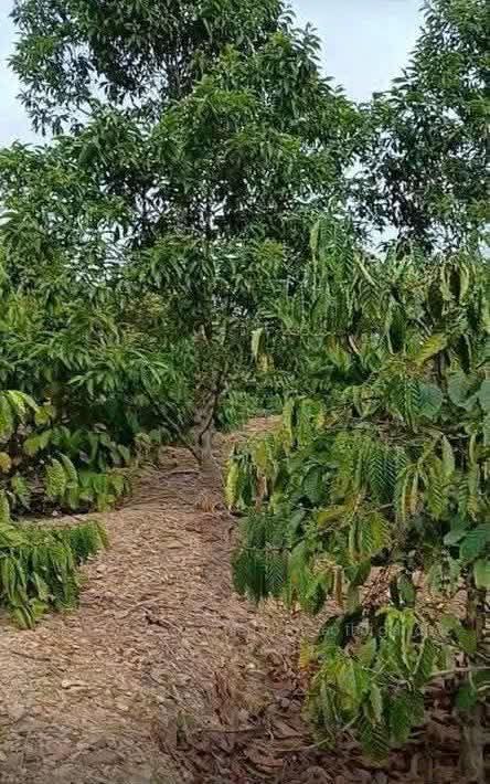 Đất nền 6 sào Ea Kao, Buôn Ma Thuột, 2xx triệu - Cơ hội đầu tư hấp dẫn!