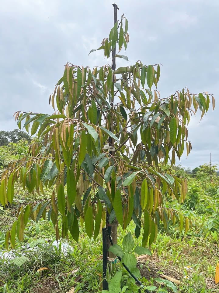 Farm 2ha sầu riêng tại Thị trấn Đức Phong - Tiềm năng sinh lời cao!