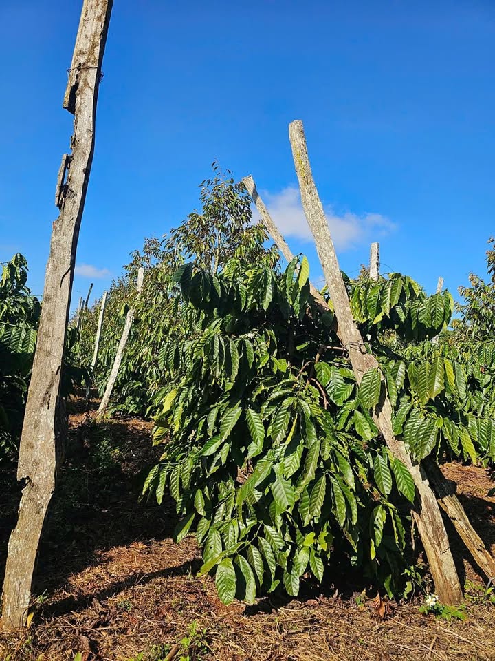 Farm đẹp tại phường Đoàn Kết - 1800m² giá chỉ 2.75 tỷ - Đầu tư lý tưởng!