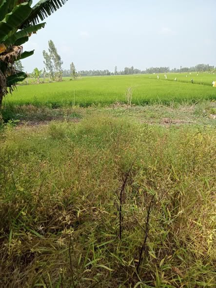 Đất đẹp nghĩ dưỡng Trường Xuân A 2800m² giá 950 triệu - Cơ hội đầu tư tuyệt vời!