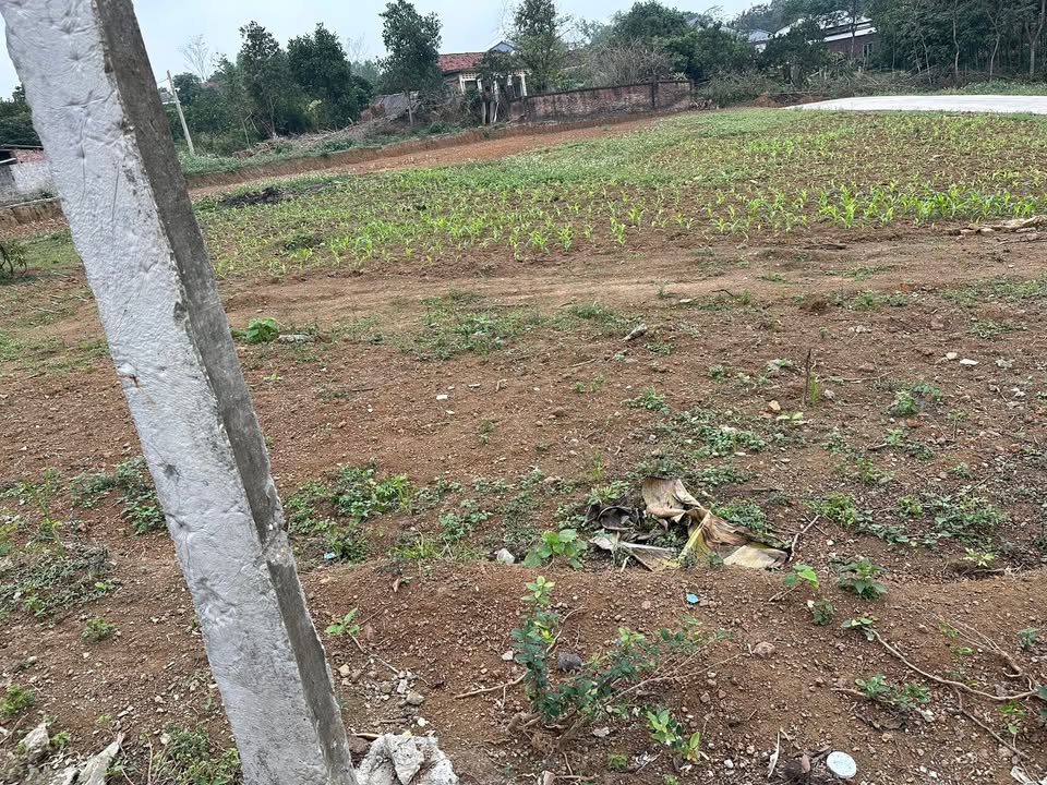 Đất nền chính chủ Thị trấn Hùng Sơn, Lâm Thao, 110m² - Giá tốt thương lượng!