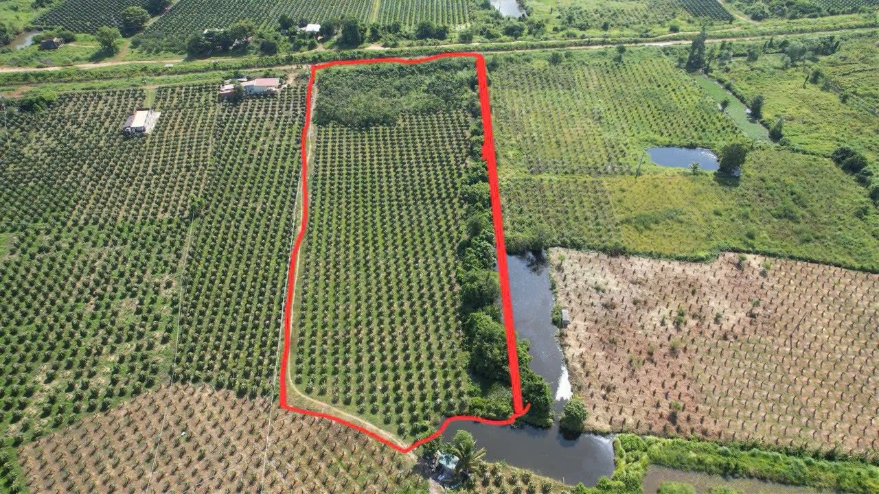 Farm 1ha tại xã Hàm Kiệm, huyện Hàm Thuận Nam giá 20 tỷ - Đầu tư sinh lời ngay!