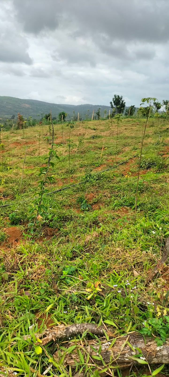 Farm 1,54ha tại thôn Tam Thuận, Đắk Lắk - Giá chỉ 2,05 tỷ - Đầu tư sinh lời