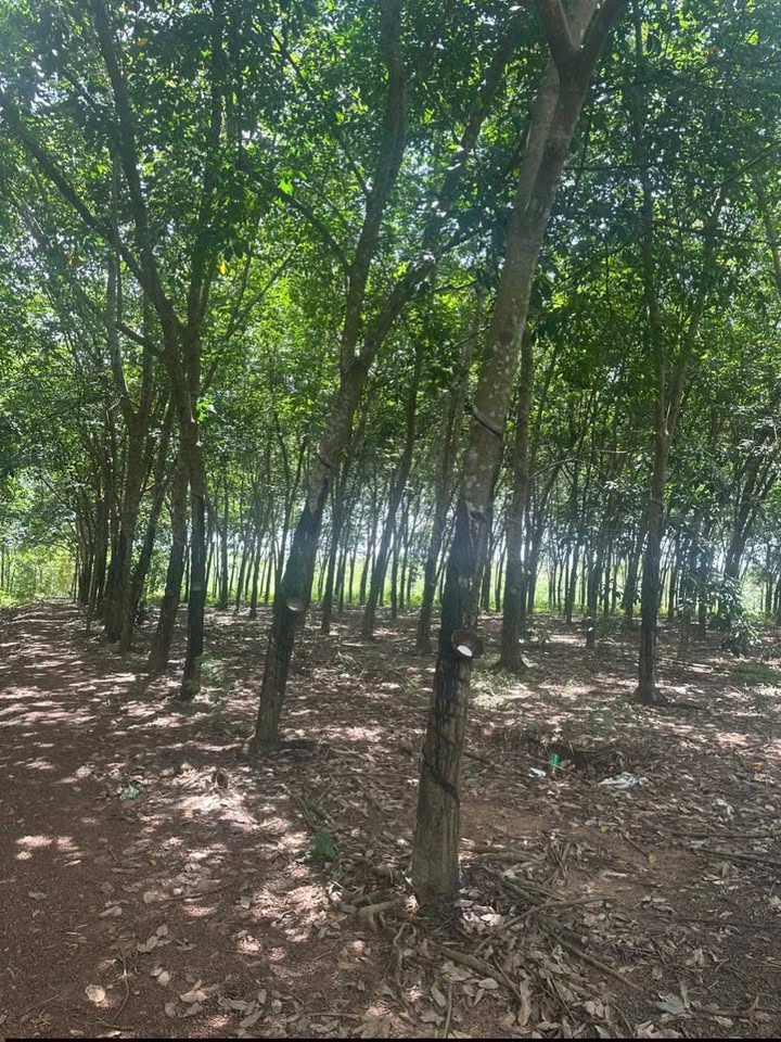 Đất Cao su 3ha tại Minh Đức, Hớn Quản, Bình Phước giá 3.6 tỷ - Đường đá xe tải vào tận nơi!