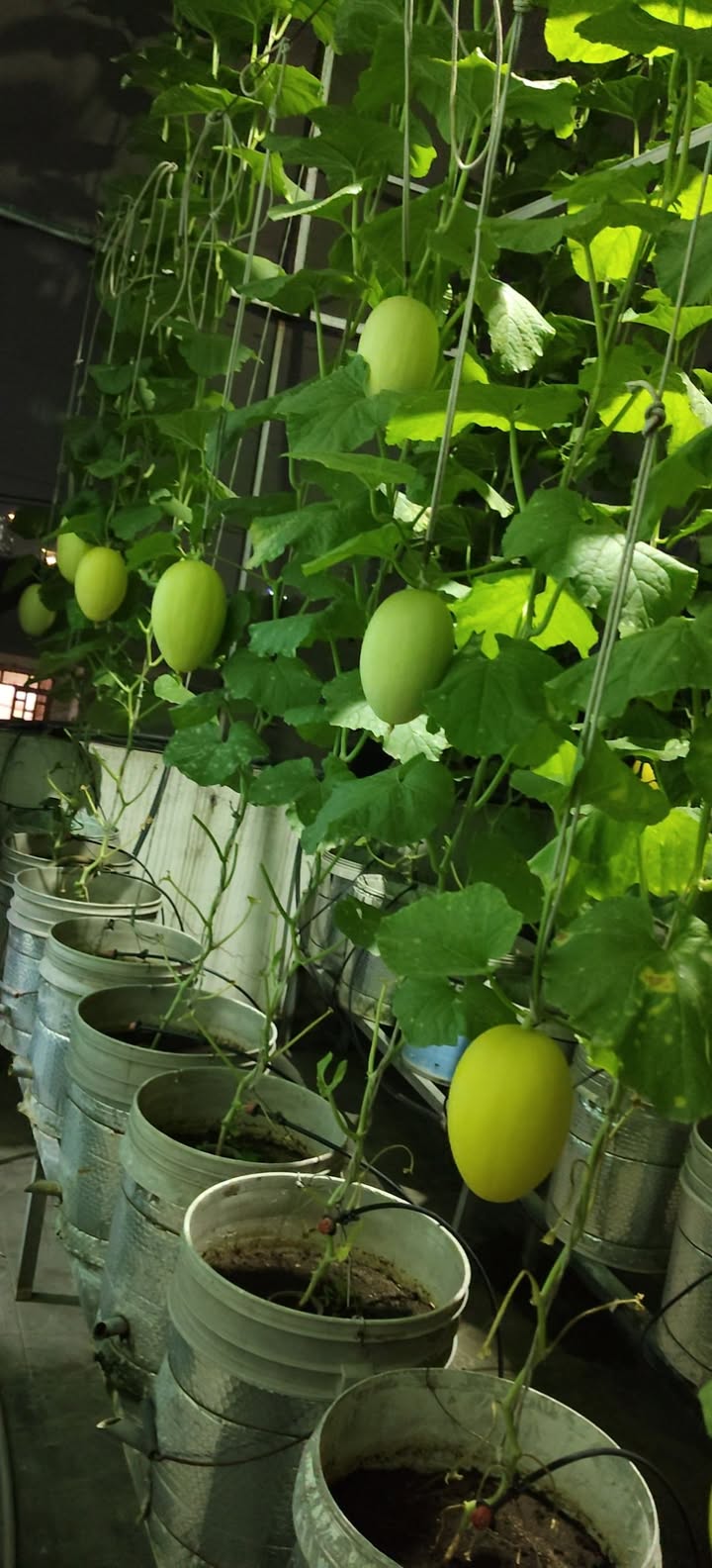 Đất thổ cư Cư Huê – Ea Kar 126m² giá 530 triệu - Vị trí đẹp, giao thông thuận tiện!