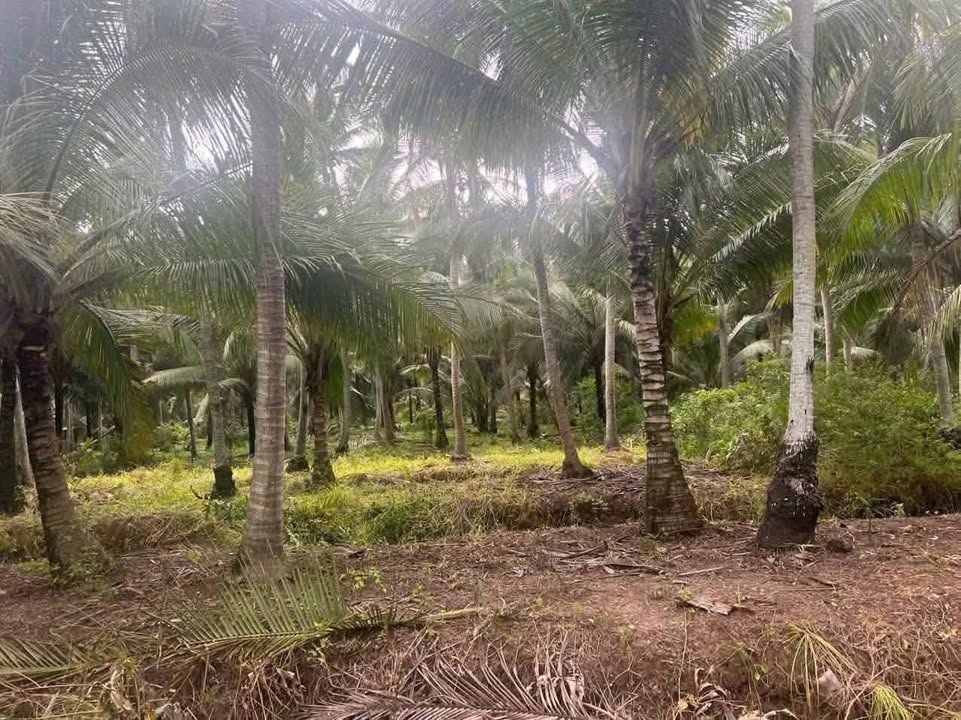 Đất nền Thới Lai, Bình Đại, 495m² giá 300 triệu - Đất thổ cư chính chủ!