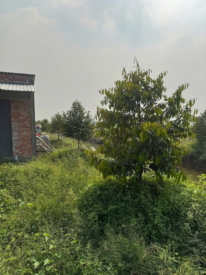 Farm Láng Biển, Tháp Mười 8000m² giá 2 tỷ - Đầu tư sinh lời ngay!