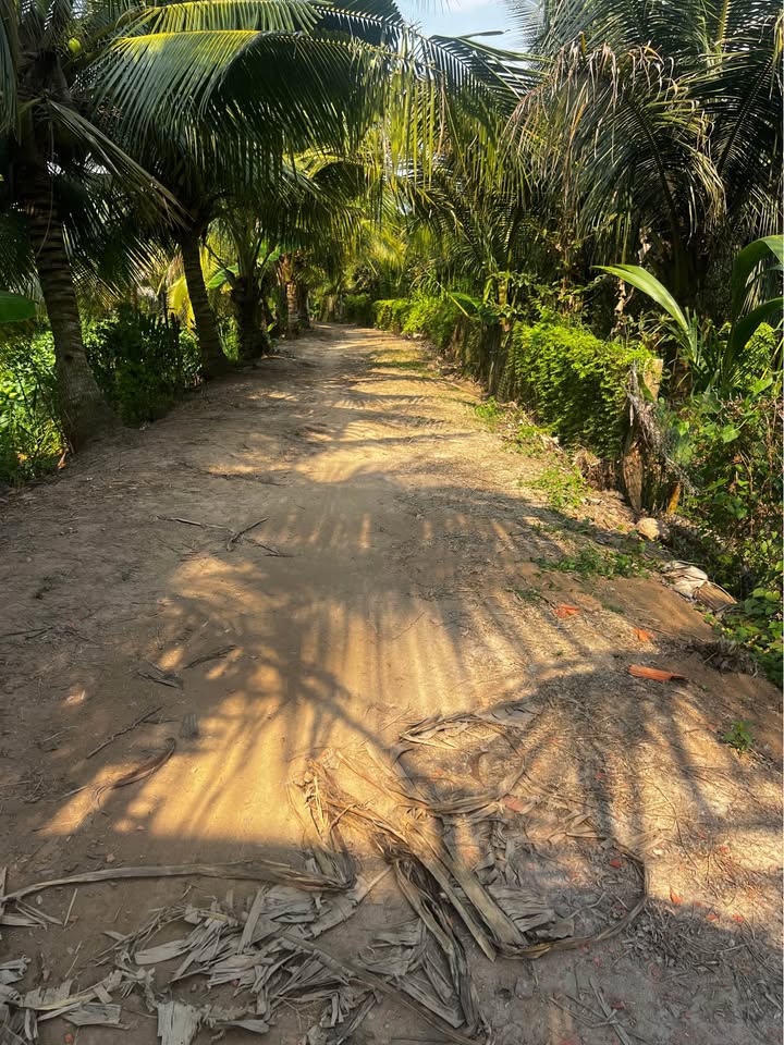 Đất cây lâu năm 1592m² xã An Phước, giá 850 triệu - Đầu tư sinh lời tuyệt vời!